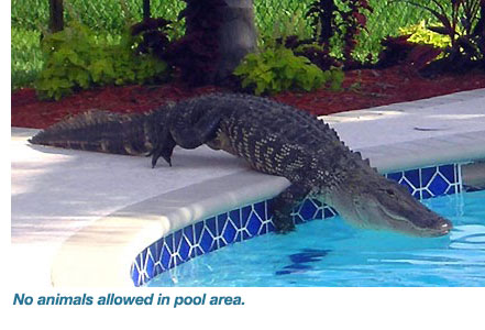 Pool Safety